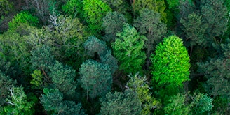 Toma aérea de bosque verde, sustentable
